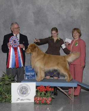 AKCChsiredGoldenRetrieverPuppies